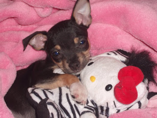 Dog with Hello Kitty plush soft toy