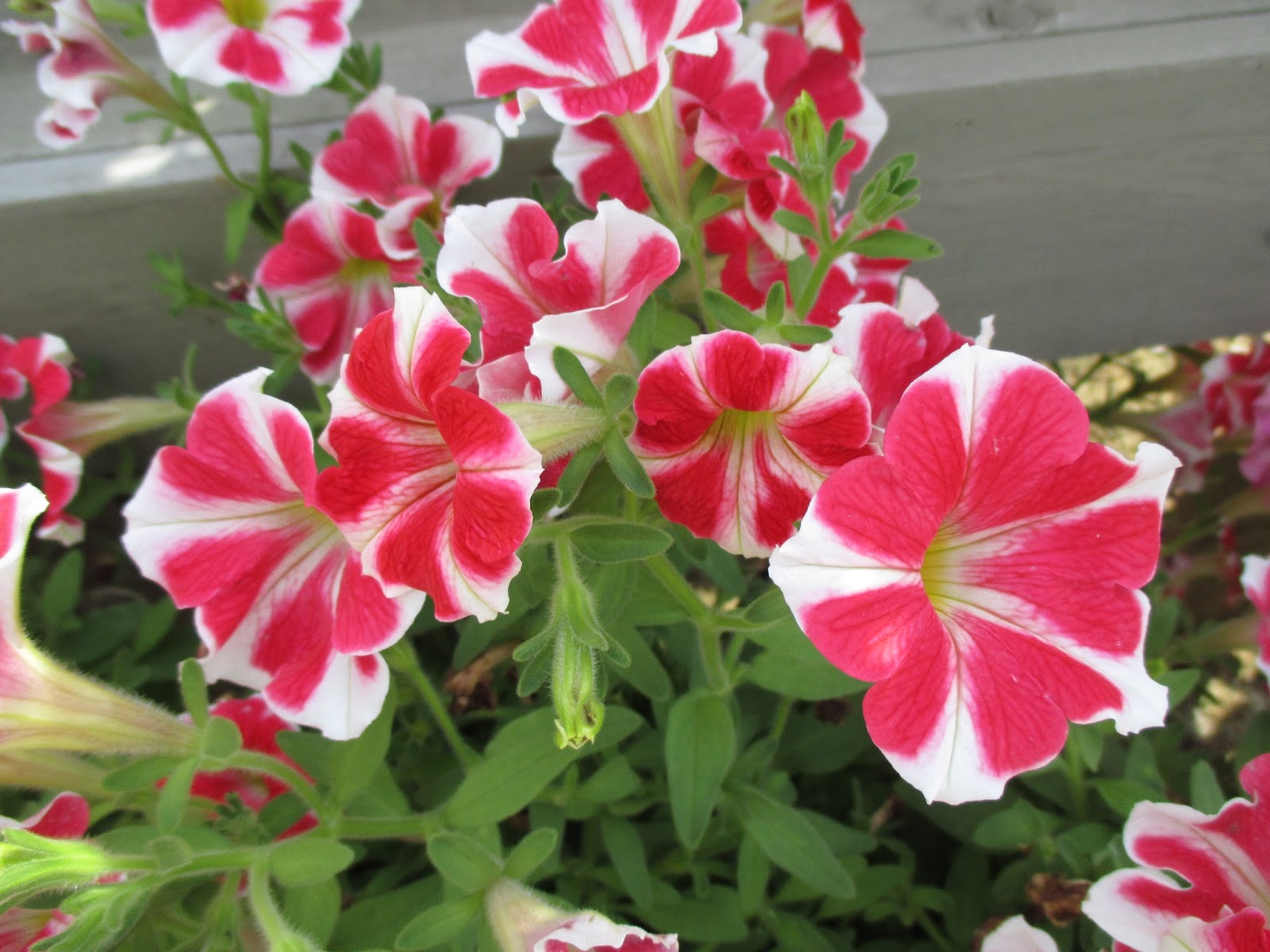 Rotary Botanical Gardens Hort Blog Striped Petunias