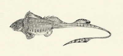 devonian fishes