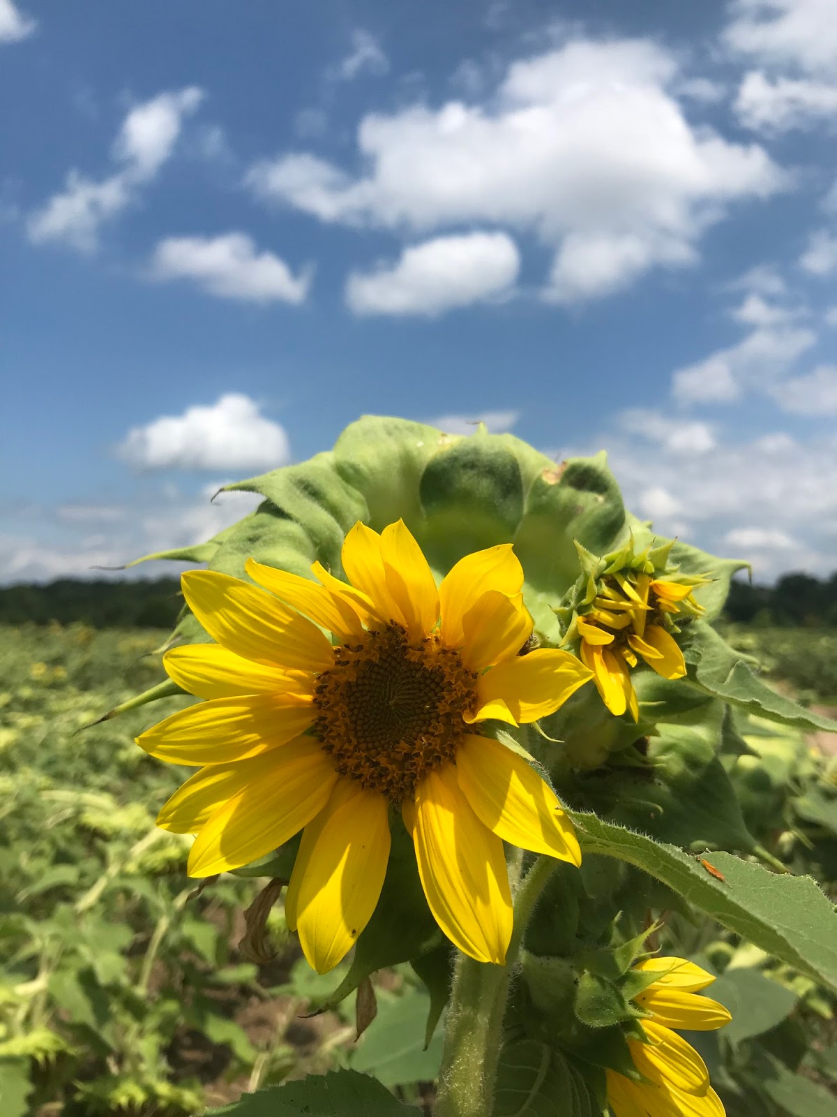 Sunflower Fields for Biofuel in Raleigh