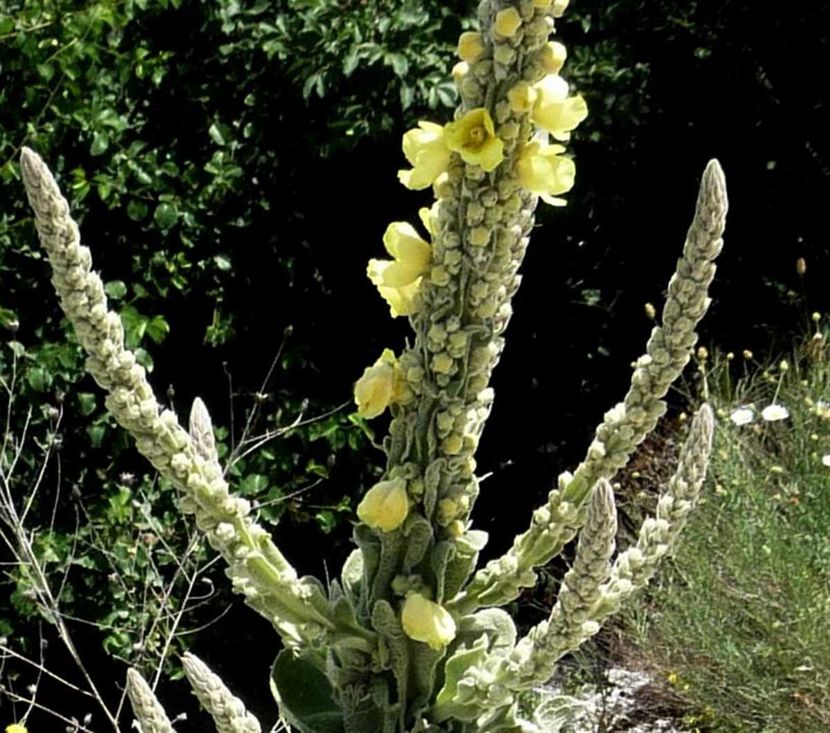 Fleurs De Molène (Verbascum Thapsus) - Thé Canne D'Aaron - Savon Botanique Artisanal