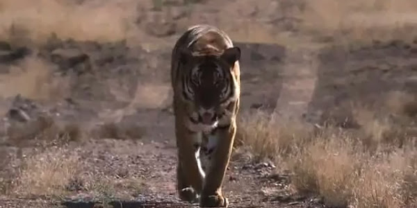 Lion vs Tiger: Award Winning Documentary