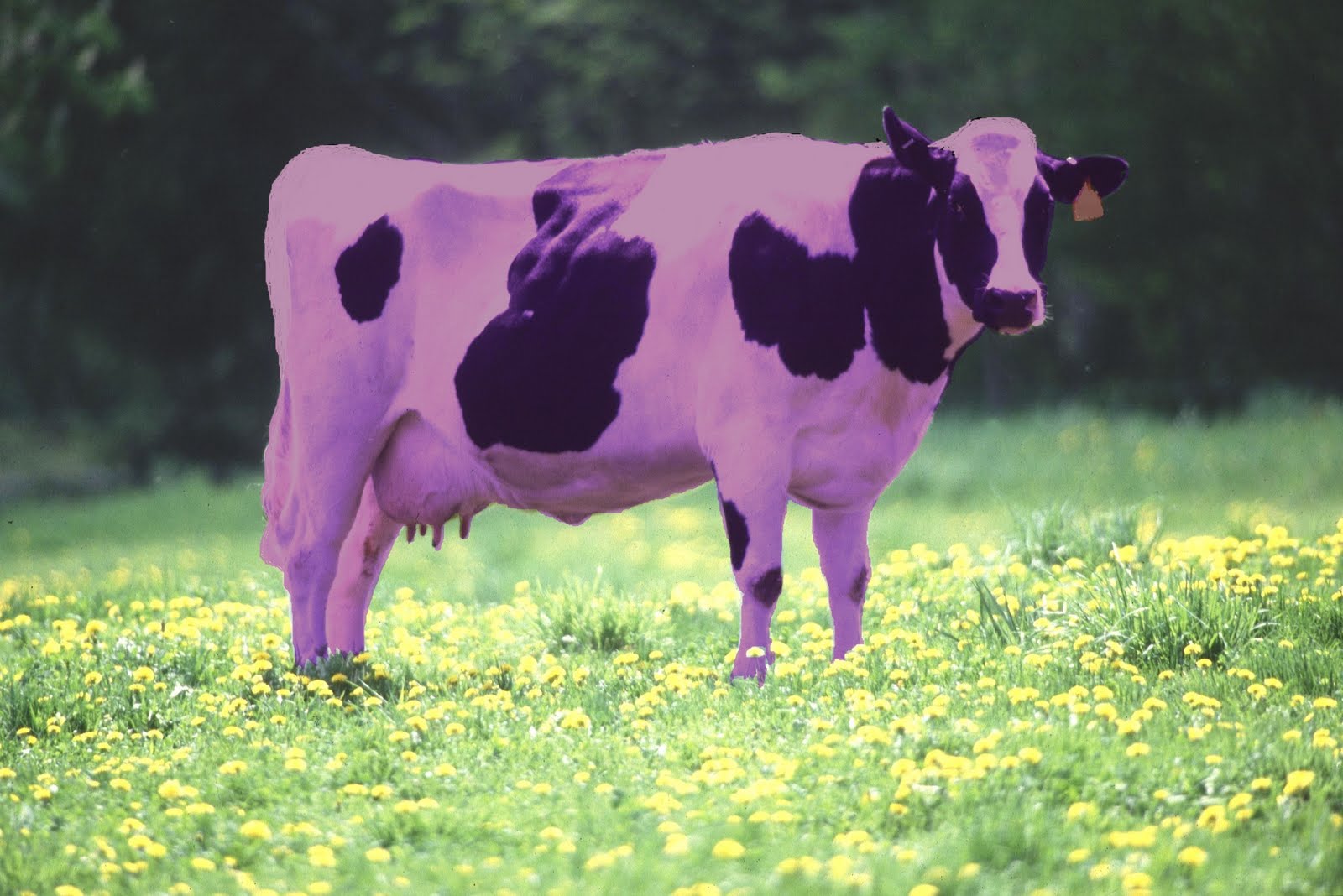 purple cow printing purple cow printing