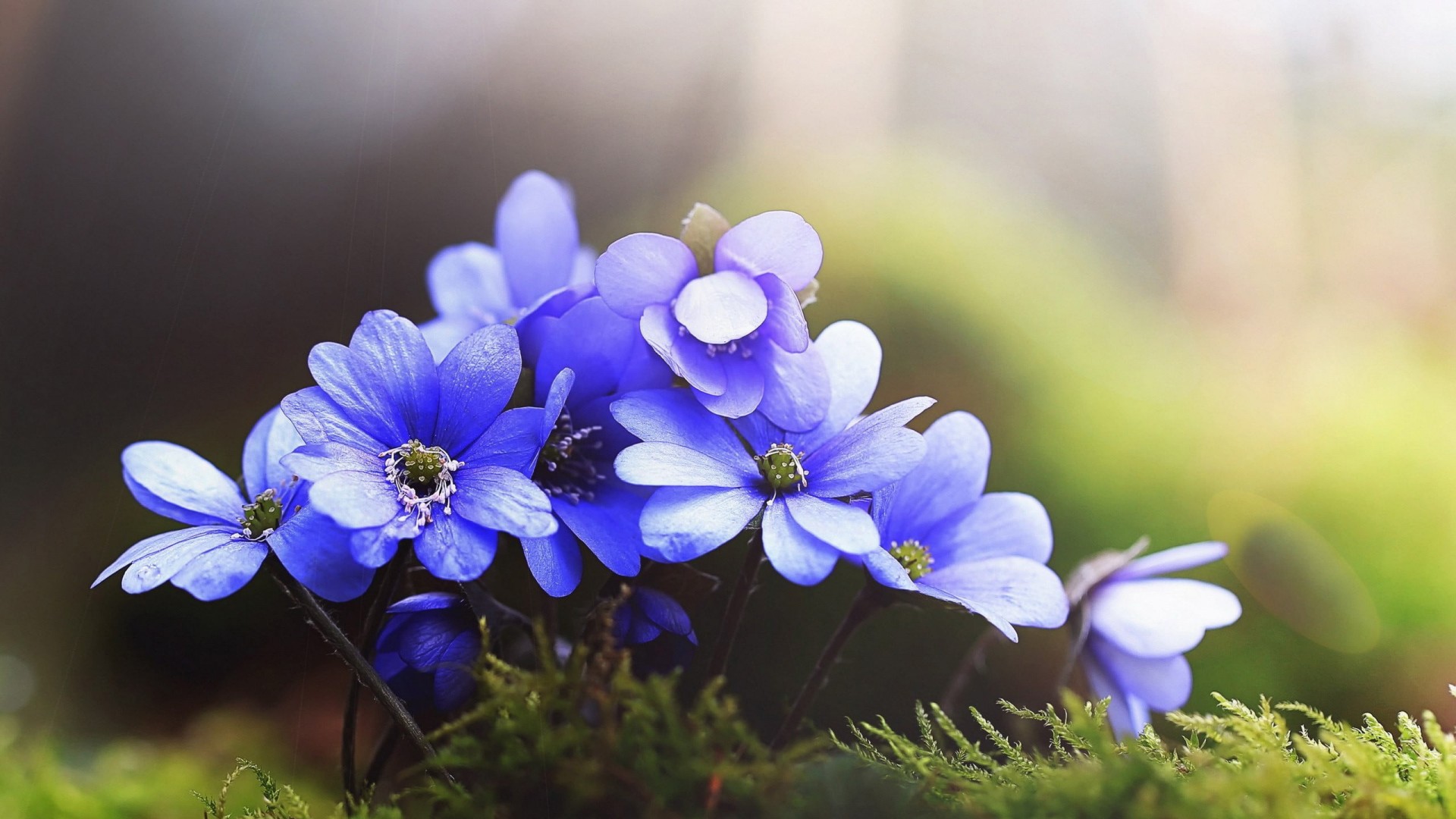 Blue flowers in blur green background HD Wallpaper
