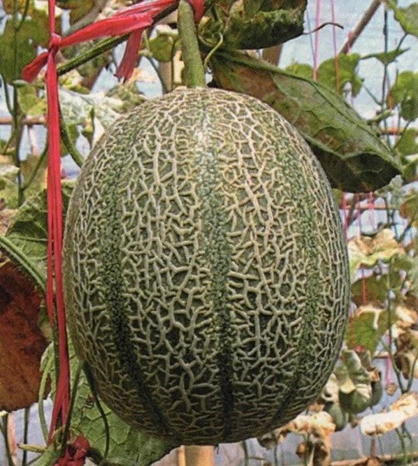 Melon Musk