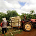 Produção de palmito pupunha com irrigação é opção para produtores do Norte e Noroeste do Paraná