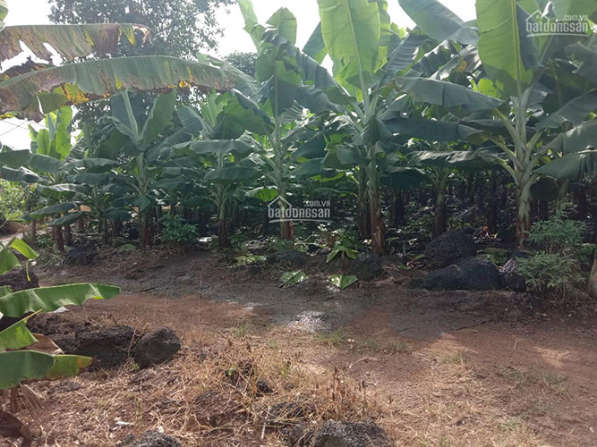 Đất sào bàu hàm Đất sào bàu hàm