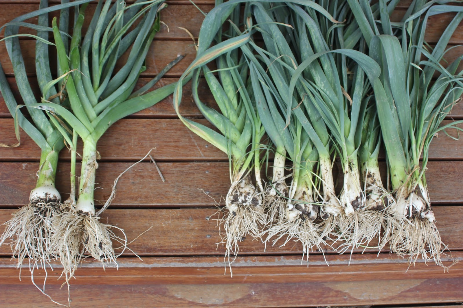 Mudflower Perennial leek vs Regular leek