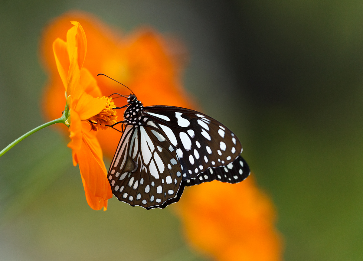 School Of Digital Photography Composition Tips for Butterfly Photography