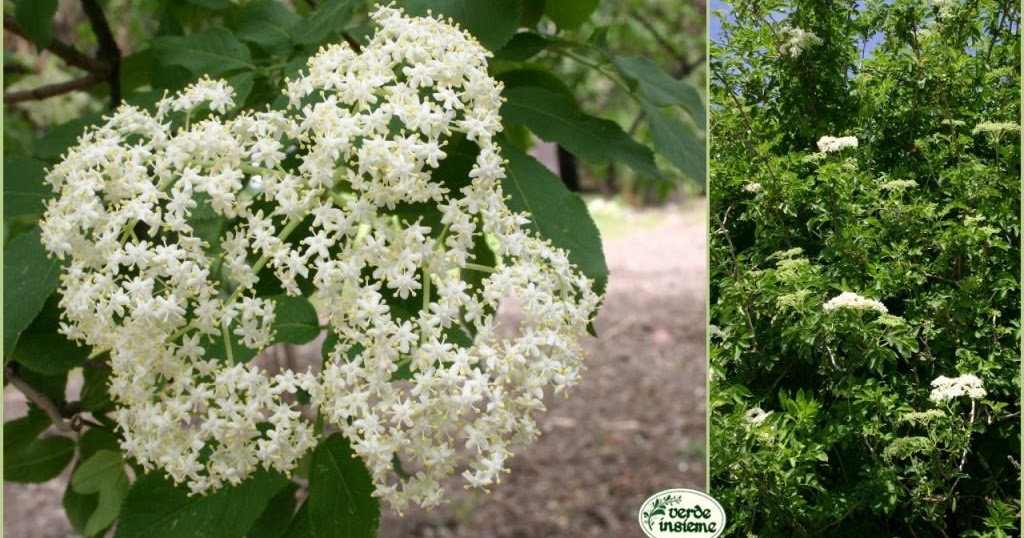 Arbusto Con Fiori Bianchi A Grappolo / Piante e Fiori Lillà, dai grappoli profumati Tipo di Arbusto Con Fiori Bianchi A Grappolo / Piante e Fiori Lillà, dai grappoli profumati Tipo di