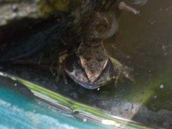 Froglet in a pond Make a mini wildlife pond Green Fingered Blog