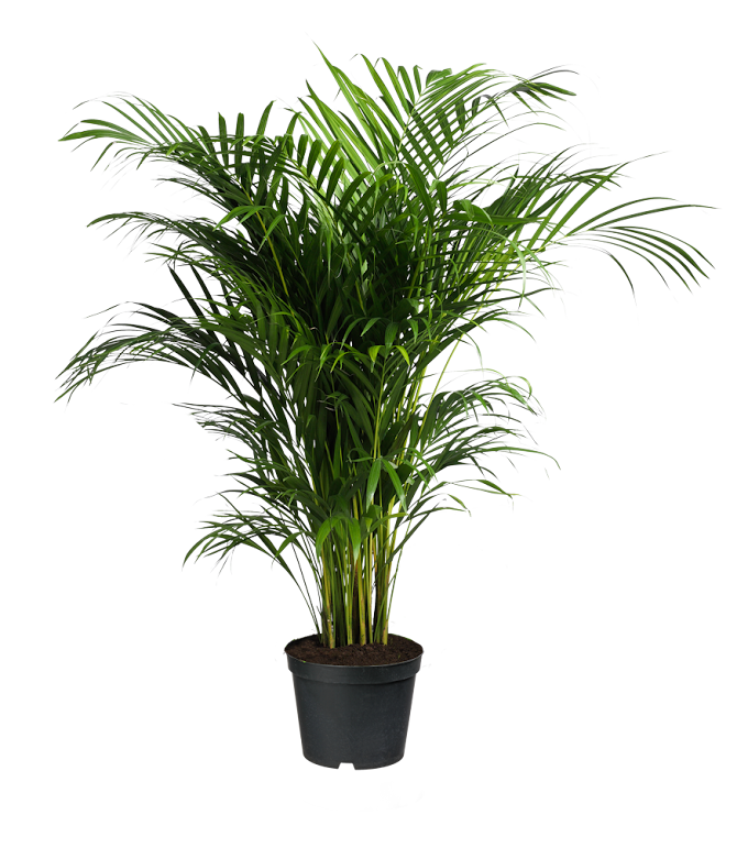 Howea forsteriana Ravenea Areca palm Houseplant, potted plants, green