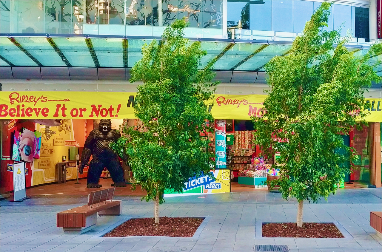 Ripley's Believe it or Not! Surfers