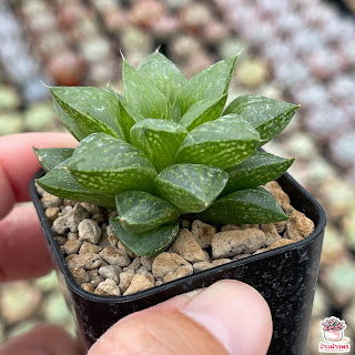ต้นฮาโวเทีย เรตูซ่า (Haworthia retusa)