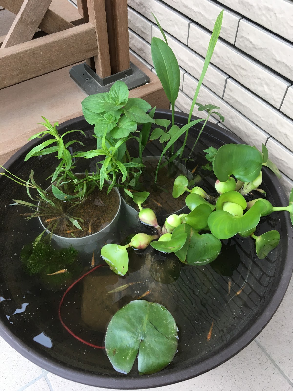 【癒し】睡蓮鉢でメダカビオトープを始めてみました！！