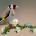 3d colorful birds with flowers wallpaper