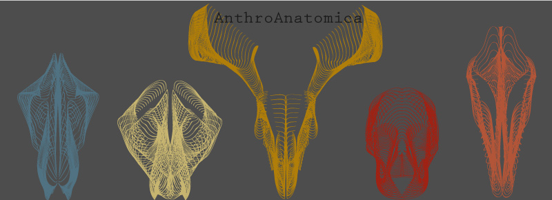 Anthro Anatomica