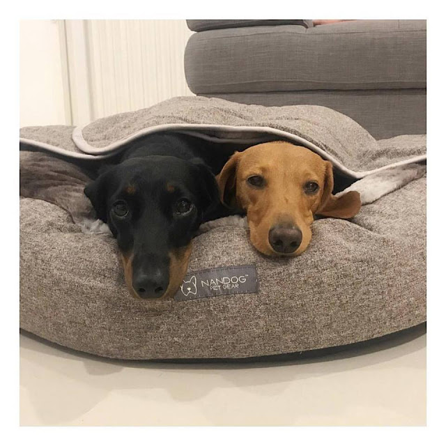 designer dog beds