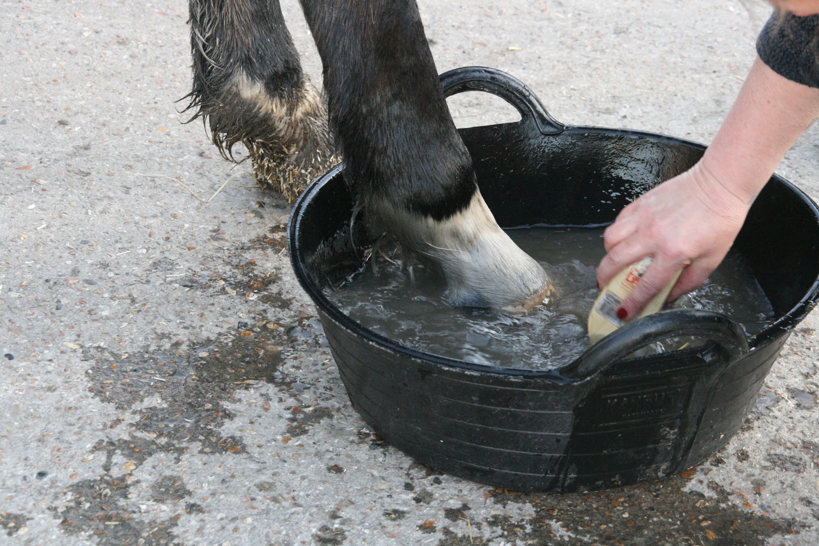 TRAKEHNERS CAN JUMP mud fever, and what to do if you've got it.