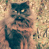 Never Too Late: if you missed The IPKat last week
