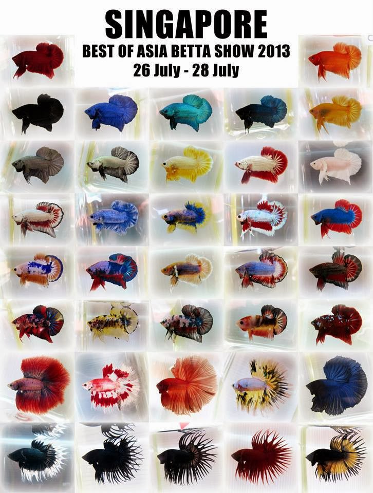 All about betta fish: November 2013