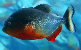 Jeni Jenis Ikan Predator Air Tawar Yang Unik Dan Populer