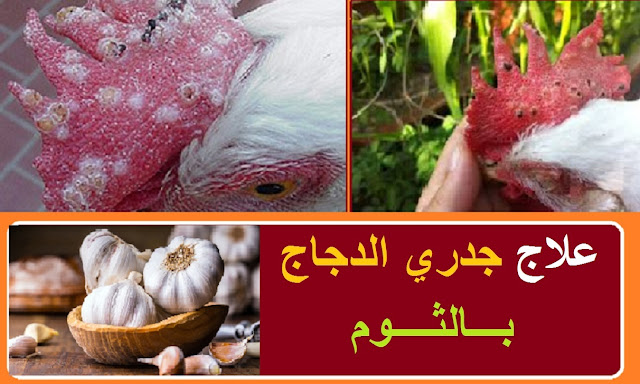" "علاج جدري الدجاج بالثوم" "علاج جدري الدجاج بالاعشاب" "علاج جدري الدجاج البلدي" "علاج الجدري في الدجاج" "علاج الجدري في الفراخ" "جدري الدجاج وعلاجه" "علاج الجدري في الدواجن" "علاج جدري الطيور بالاعشاب" "علاج مرض الجدري للدجاج" "علاج الجدري للفراخ" "علاج الجدري للدواجن" "علاج الجدري عند الفراخ" "علاج جدري الفراخ البلدي" "علاج الجدرى فى الفراخ البلدى" "علاج مرض الجدري عند الدجاج البلدي" "علاج الجدري للفراخ البلدى" "علاج الجدري عند الفراخ البلدي" "علاج مرض الجدري في الدجاج" "علاج الجدري الدجاج بالاعشاب الطبيعية" "علاج الجدري عند الدجاج" "الجدري في الدواجن" "مرض الجدري في الدواجن" "مرض الجدري في الدجاج" "علاج الجدري في الفراخ البلدي" "مرض الجدري في الدجاج البياض" "علاج جدري دجاج" "علاج جدري الفراخ" "علاج الجدري عند الفراخ البيضاء" "علاج الجدري للفراخ الرومي" "جدري الدجاج علاج" "جدري الدجاج علاجه" "جدري الدجاج" "جدري الفراخ" "جدرى الفراخ" "الجدري عند الدجاج" "علاج الجدري عند الدواجن" "علاج الجدرى للدواجن" "علاج جدرى الحمام بالاعشاب" "علاج جدري الحمام بالاعشاب الطبيعية" "علاج جدري الطيور" "علاج جدري العصافير" "علاج جدري الزغاليل" "علاج مرض الجدري الدجاج" "ما هو علاج الجدري عند الدجاج" "علاج الجدري للدجاج" "مرض الجدري للدواجن" "علاج جدري الدواجن" "علاج الجدرى عند الفراخ" "علاج الجدرى عند الفراخ البلدى" " "علاج جدري الدجاج بالثوم" "علاج جدري الدجاج بالاعشاب" "علاج جدري الدجاج البلدي" "علاج الجدري في الدجاج" "علاج الجدري في الفراخ" "جدري الدجاج وعلاجه" "علاج الجدري في الدواجن" "علاج جدري الطيور بالاعشاب" "علاج مرض الجدري للدجاج" "علاج الجدري للفراخ" "علاج الجدري للدواجن" "علاج الجدري عند الفراخ" "علاج جدري الفراخ البلدي" "علاج الجدرى فى الفراخ البلدى" "علاج مرض الجدري عند الدجاج البلدي" "علاج الجدري للفراخ البلدى" "علاج الجدري عند الفراخ البلدي" "علاج مرض الجدري في الدجاج" "علاج الجدري الدجاج بالاعشاب الطبيعية" "علاج الجدري عند الدجاج" "الجدري في الدواجن" "مرض الجدري في الدواجن" "مرض الجدري في الدجاج" "علاج الجدري في الفراخ البلدي" "مرض الجدري في الدجاج البياض" "علاج جدري دجاج" "علاج جدري الفراخ" "علاج الجدري عند الفراخ البيضاء" "علاج الجدري للفراخ الرومي" "جدري الدجاج علاج" "جدري الدجاج علاجه" "جدري الدجاج" "جدري الفراخ" "جدرى الفراخ" "الجدري عند الدجاج" "علاج الجدري عند الدواجن" "علاج الجدرى للدواجن" "علاج جدرى الحمام بالاعشاب" "علاج جدري الحمام بالاعشاب الطبيعية" "علاج جدري الطيور" "علاج جدري العصافير" "علاج جدري الزغاليل" "علاج مرض الجدري الدجاج" "ما هو علاج الجدري عند الدجاج" "علاج الجدري للدجاج" "مرض الجدري للدواجن" "علاج جدري الدواجن" "علاج الجدرى عند الفراخ" "علاج الجدرى عند الفراخ البلدى"