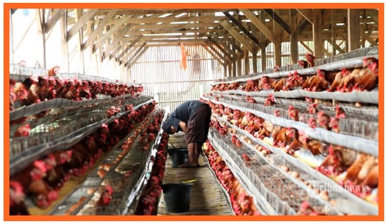 Kumpulan Judul Judul Skripsi Jurusan Peternakan Terbaik Makalah Pedia