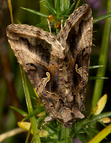 Silver Y, Autographa gamma.  Ashdown Forest, 6 September 2012.
