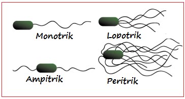 Gambar Flagel Bakteri