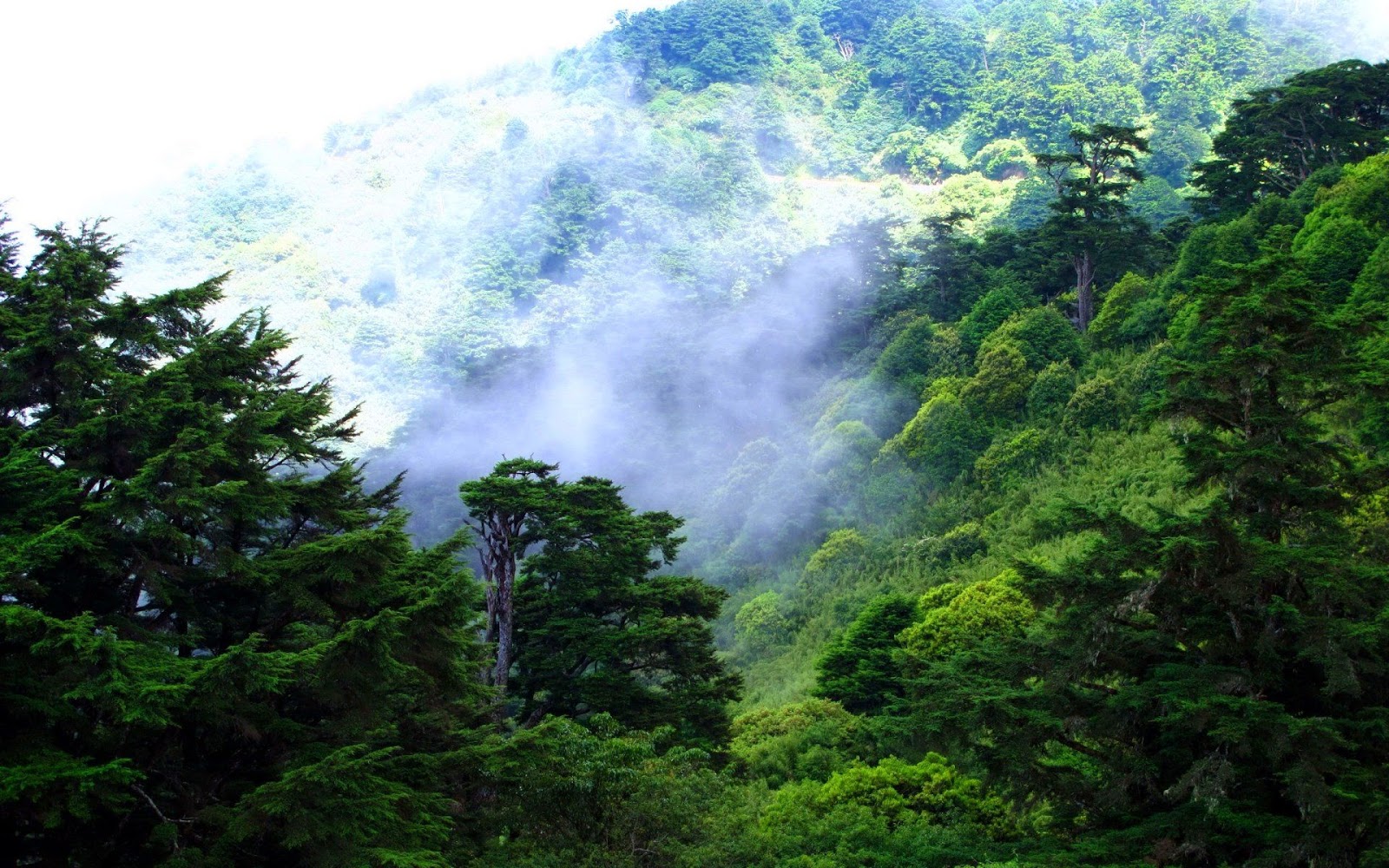 Biggest Forest In The World Largest Forests Hindi biggest-forest-in-the-world-largest-forests-hindi