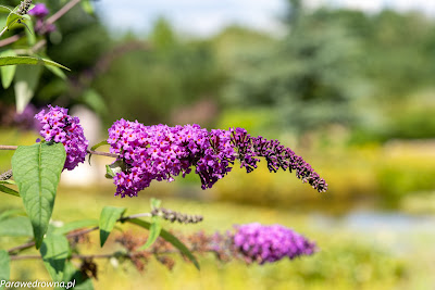 Powsin ogród botaniczny PAN rośliny kwitnące