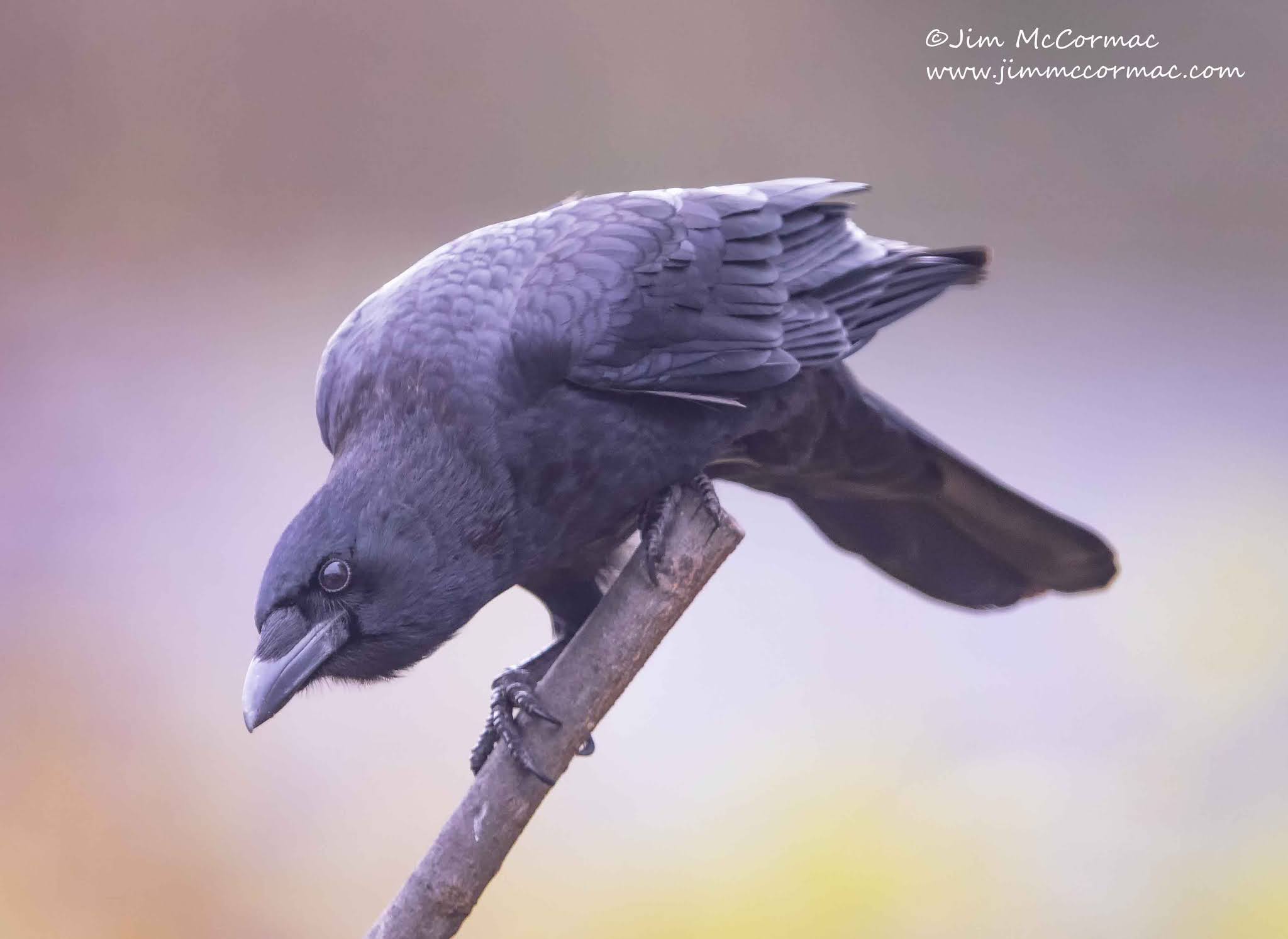 Ohio Birds and Biodiversity American Crows are full of smarts