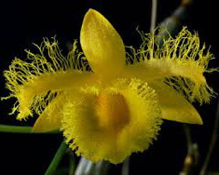 Lan Hoàng Thảo Tua - Dendrobium Harveyanum Rchb.f.