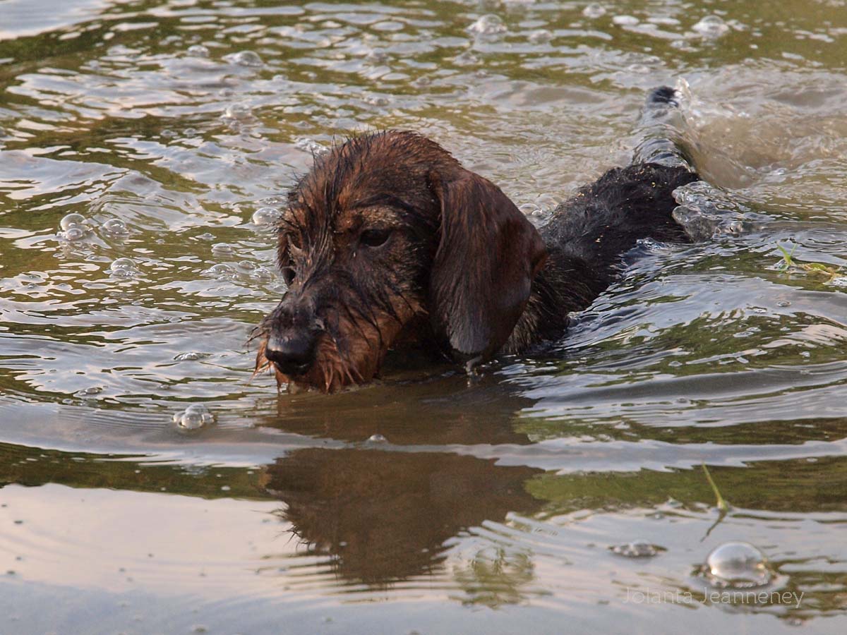 18 Dogs That Love to Swim