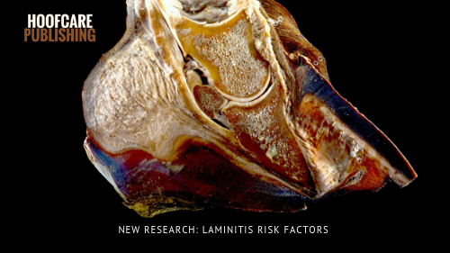 Fran Jurga S Hoof Blog News From Hoofcare Lameness Laminitis Prevention Survey Result Along With Weight Gain Shoeing Cycle And Trimming Schedule Are Factors In Risk