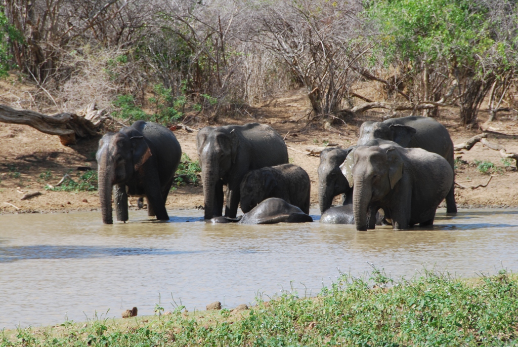 Остров элефант Остров элефант