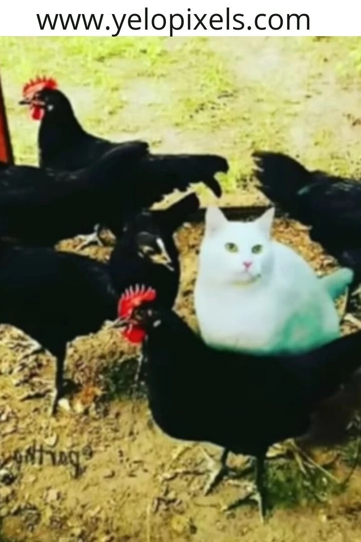 chicken+and+cat+memes+of+the+day