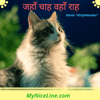 जहाँ चाह वहाँ राह | Cat Fight For Happy Life Inspirational Story In Hindi 
