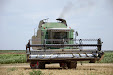 Fendt 6300 C Combine. Estero wheat