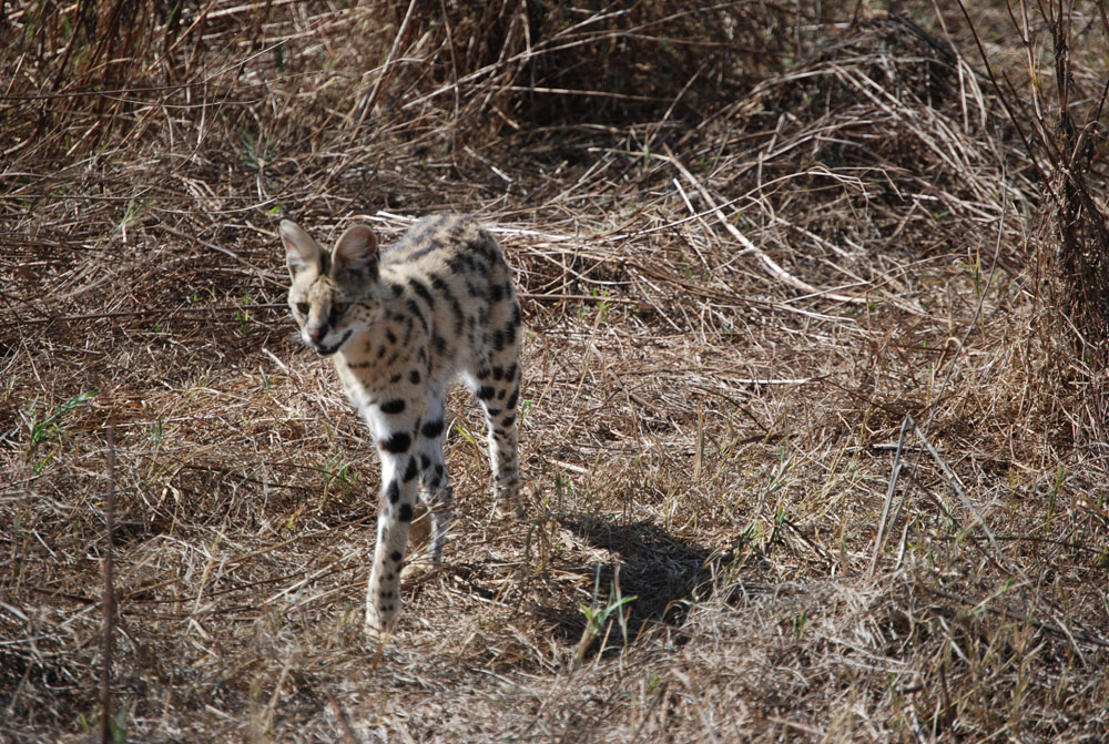 Footloose with Diana Leopard and Serval