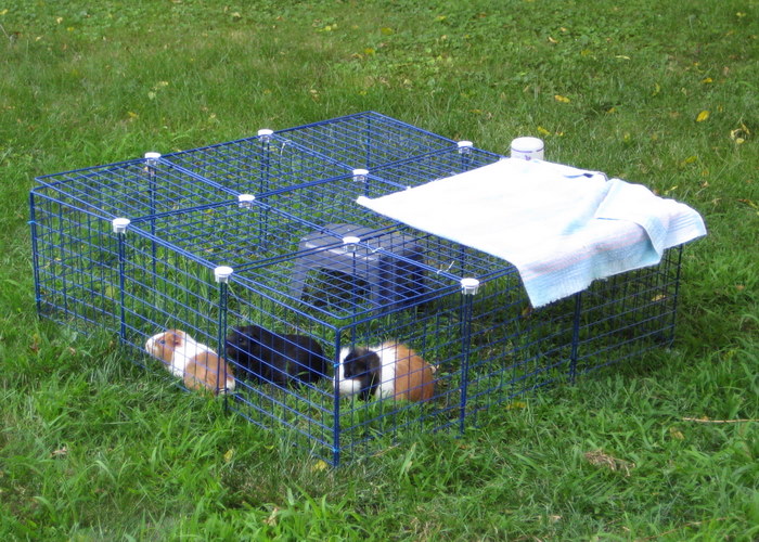 Crafts, Cavies and Cooking Updated Outdoor Pen
