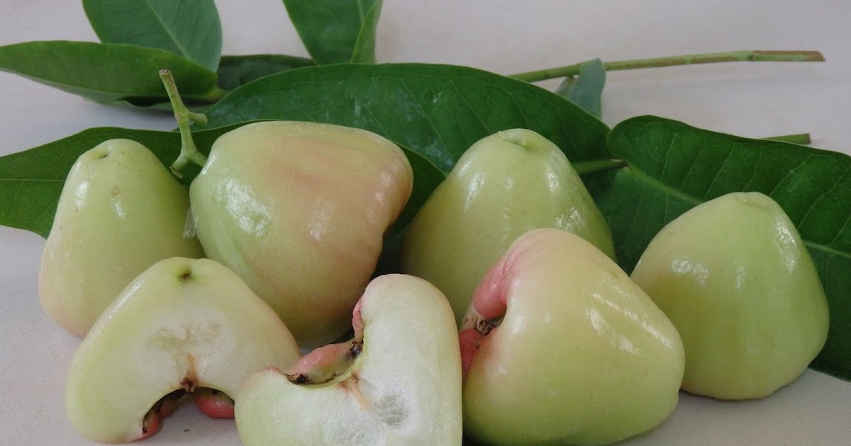 Daleys Fruit Tree Blog: White Wax Jambu Fruit Tree grown from Cuttings