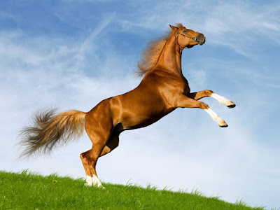 صور حصان