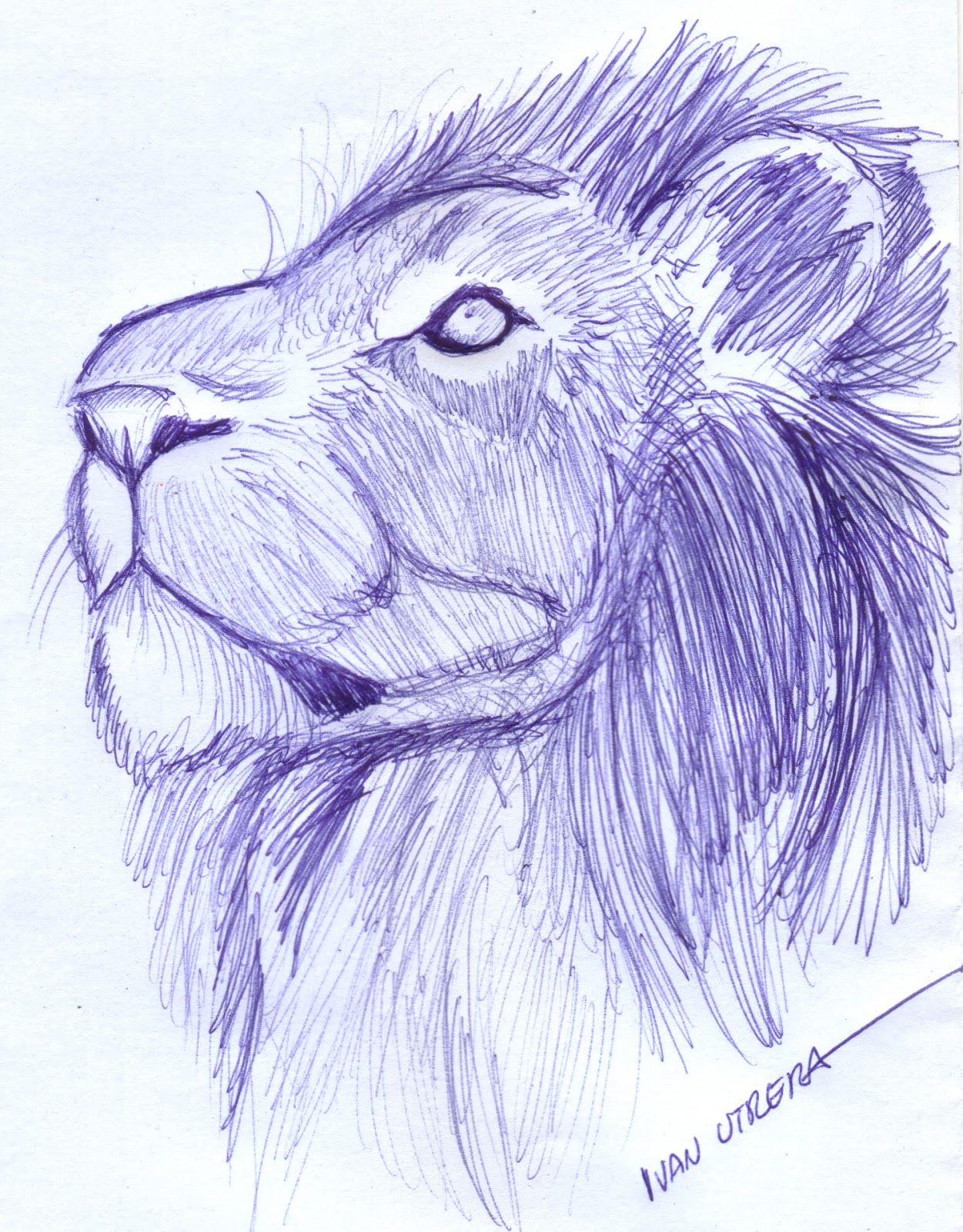 dibujo a lapicero, dibujo a boligrafo, draw, sketch, sketching, dibujo a  lápiz, Tallado en Madera: león a lapicero