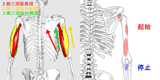上腕三頭筋のジムマシントレーニング｜長頭・短頭(内側頭・外側頭)それぞれの筋トレメニュー解説