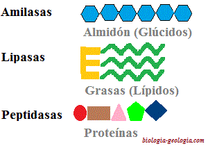 https://biologia-geologia.com/BG3/03_el_aparato_digestivo_y_la_digestion.html