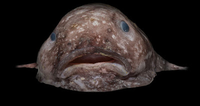 Ikan Jelek Blob