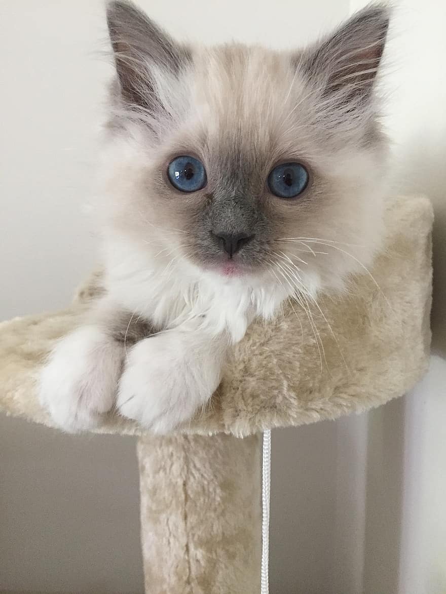 Ragdoll Felis catus Ragdoll facts How to take care of Ragdolls