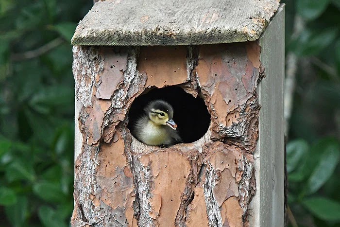 Adorable Pictures Of An Owl Raising A Duckling Adorable Pictures Of An Owl Raising A Duckling